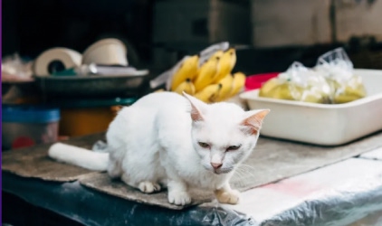 BANGKOK gallery image 1